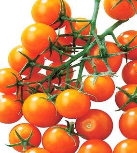 Sunsugar Hybrid Super Sioux I 62 I 70 The ultimate in cherry tomatoes, this golden yellow beauty achieves a new level of sugarsweetness and flavor, superb