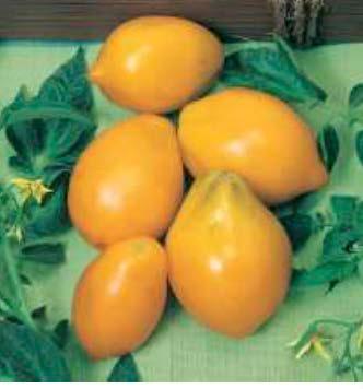 I 75 Yellow Plum Vigorous vines produce high yields of 1-1/2" cherry-type, plum-shaped tomatoes in clusters.