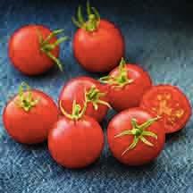 42-Day Tomato Abe Lincoln Improved Hybrid D 42 I 75 Small, 1oz fruits bright red with
