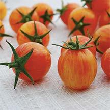 Brandywine Bumblebee Sunrise I 90 I 70 An Amish heirloom that dates back to 1885 and is generally considered the world s bestflavored tomato.