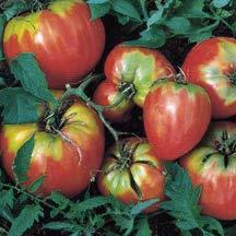 Plants produce high yields of 8 to 12 oz. bright red, slightly flattened, 2 to 3 meaty fruits. Excellent for salads and sandwiches.