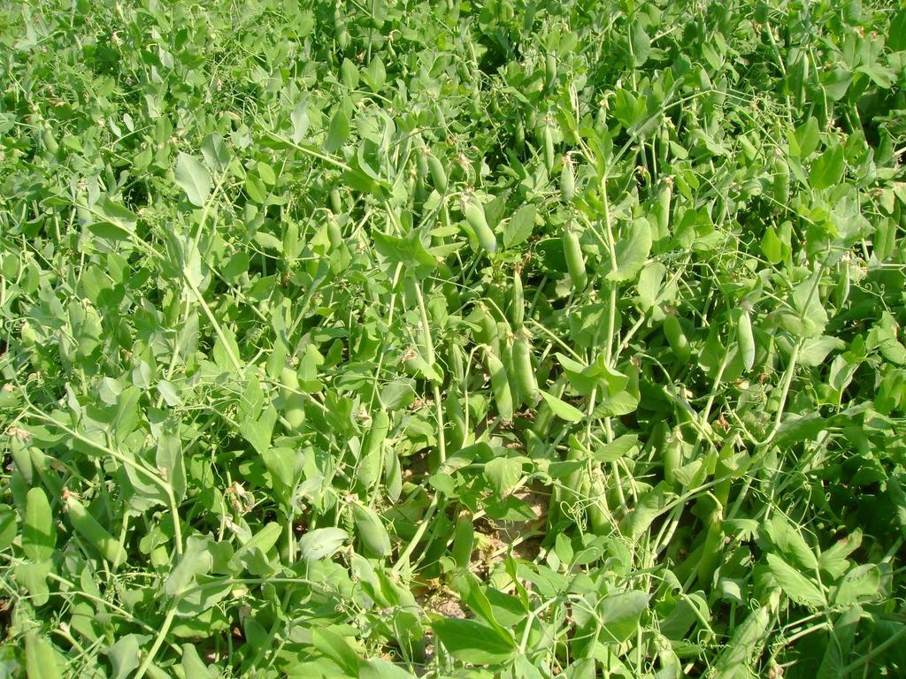 Vegetable pea field