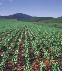 Weed control Pea and lentil poor competitors Cultural practice Crop