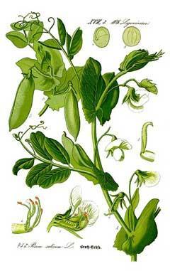 Botanic classification Pea Family