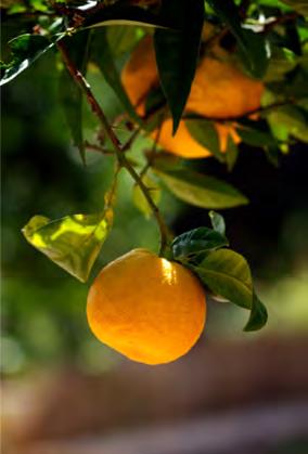 Besides oranges and lemons, the following plants are of great importance in the production of