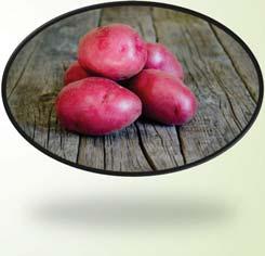 excellent storage potential Red Alta Rose A dark red-skinned potato with cream flesh and good flavor. Bordeaux A unique variety with a deep-red smooth skin.