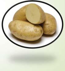 Similar to Shepody for gravity Bridget Good yielding medium early, white fleshed French fry variety for the fast-food (QSR) market. Fairly big, uniformly-sized long oval tubers with shallow eyes.