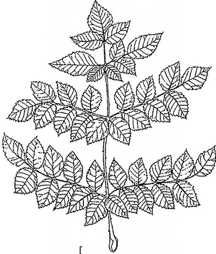 Locust (compound leaf) 15b.