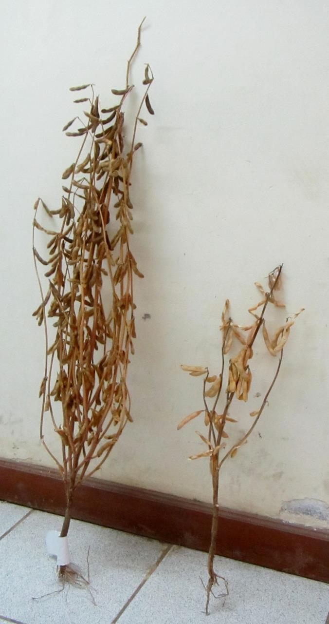 Wilson 379 Figure 2. Soya bean genetic resources in Tanzania: Line 19 under test in 2013 (left) and Uyole 1 released in 2004 (right) (Photo :R Trevor Wilson).