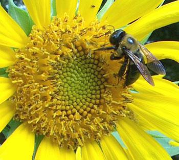 SUNFLOWER POLLINATION - BEES THE GREAT SUNFLOWER PROJECT How do bees make fruits and vegetables? Bees help flowers make seeds and fruits.