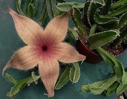 Stapelia grandiflora Door prize Origin: South Africa Min temp: protect from frost Forms large,