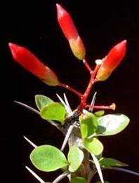 (Fouquieria splendens) Grows into dense, spiky shrub