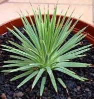 Agave stricta nana Origin: Mexico (Puebla) Min temp: to 20 deg F Grows slowly, stays small Forms new offsets at base