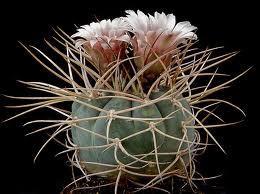 Gymnocalycium cardenasianum Origin: Bolivia Min temp: give protection in colder areas Covered with strong twisted spines