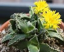Faucaria tigrina Origin: South Africa (Eastern Cape Province) Min temp: protect from frost Forms low spreading clusters Height: to