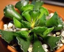 Adromischus cristatus Origin: South Africa Min temp: to 25 deg F Forms low spreading clusters Height: to 6 in