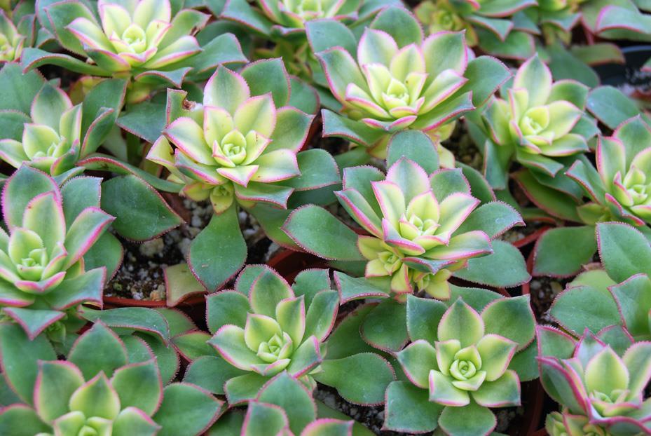 Aeonium haworthia hybrid Kiwi Origin: Morocco Min temp: protect from frost Forms low spreading