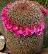 Mammillaria spinosissima Origin: Mexico (Guerrero, Morelos) Min temp: give protection in colder areas Forms solitary