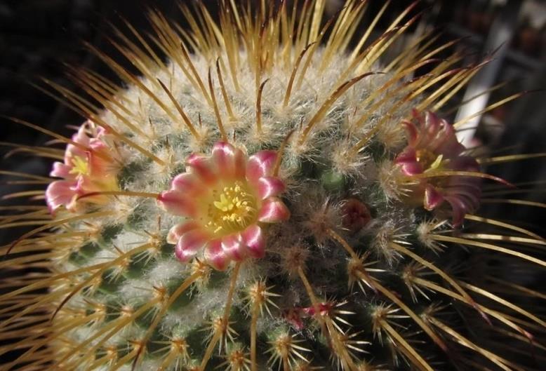 Mammillaria dixanthocentron Origin: Mexico (Oaxaca, Pueblo) Min temp: protect from frost in colder areas Usually