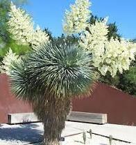 Yucca rostrata Raffle plant Origin: Texas; Mexico (Coahuila, Chihuahua) Min temp: to 14 deg AKA Big Bend Yucca May be solitary or branching Stem
