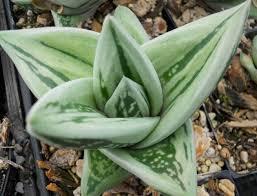 Gasteraloe Green Ice Origin: Cultivar Min temp: protect from frost Forms