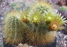 Echinocereus weedinii Free plant (Davis Mountains) Origin: Texas (Trans-Pecos) Min temp: to 14 deg F