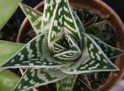 Aloe variegata Origin: South Africa, Namibia Min temp: to