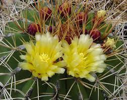 Ferocactus alamosanus Origin: Mexico (Sonora) Min temp: protect from frost in colder areas Species