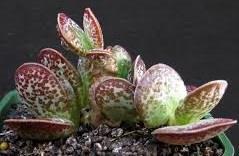 Adromischus maculatus Origin: South Africa (Cape Province) Min temp: protect from frost in colder areas Forms small