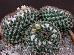 Mammillaria sempvervivi var tetracantha Origin: Mexico (Hidalgo, San Luis Potosi, Nuevo Leon, Guanajuato) Min temp: to 14 deg F