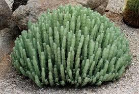 Euphorbia resinifera Moroccan Mound Raffle plant Origin: Morocco Min temp: to 20 deg F Habitat: Atlas Mountains Forms