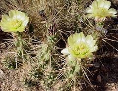 Grusonia kunzei Raffle plant Origin: USA (Arizona);
