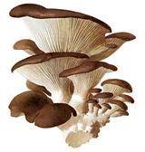 OYSTER On the market, there are seedlings of oysters: Oyster mushroom Pleurotus ostreatus Branched oyster