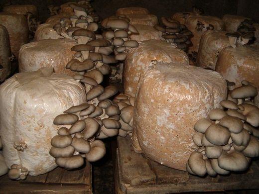 Each plant must have some processing capacities, if mushrooms are not sold: drying (Vitana Býšice mushroom soup) Pickled with vinegar Substrate after fruiting is finished - feed