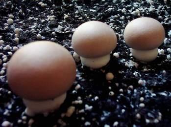 Crimini Agaricus brunnescens Gourmet delicacy (more aromatic), stronger, more durable Brown pigmentation requires light, grows well even in dark More resistant against bacteria and diseases Sold as