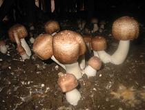 Almond mushroom (Blazei) Agaricus brasiliensis Specialized species of champignons currently under specialized
