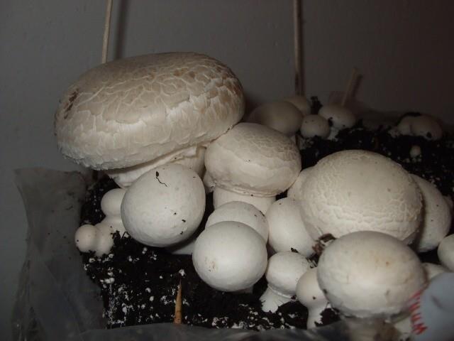 Button mushroom Agaricus bisporus Grown in CR since 1945 Revenues: CR 12 kg.