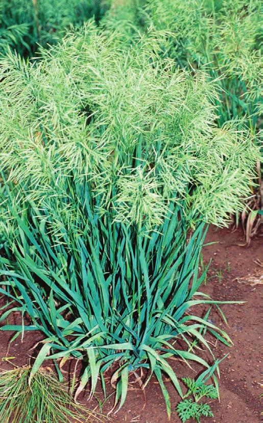 Bromegrass Bromus inermis Tall-growing, cool-season, perennial grass. Hay, pasture. Later maturing than orchard grass or tall fescue. Highly palatable as hay or pasture. Forms sod from rhizomes.