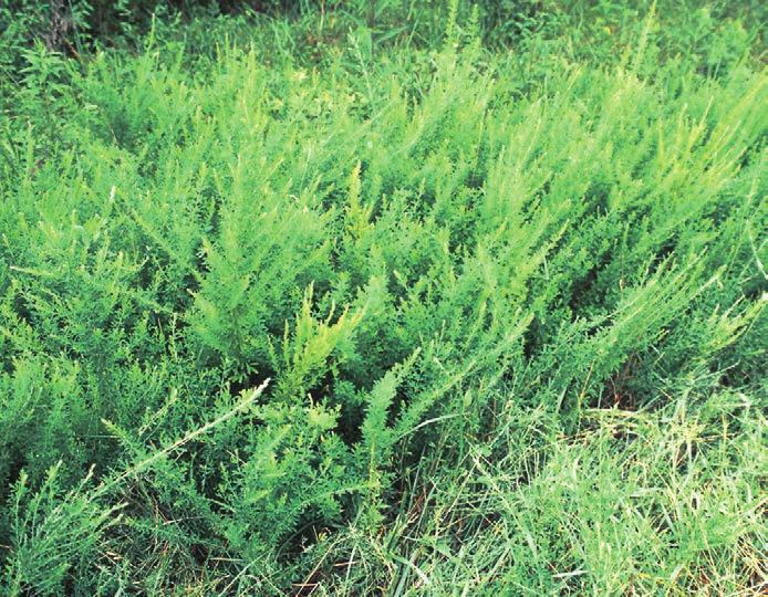 Lespedeza (Sericea), Perennial Lespedeza cuneata Sericia lespedeza has a very stiff and woody main stem and leaves extend from it.