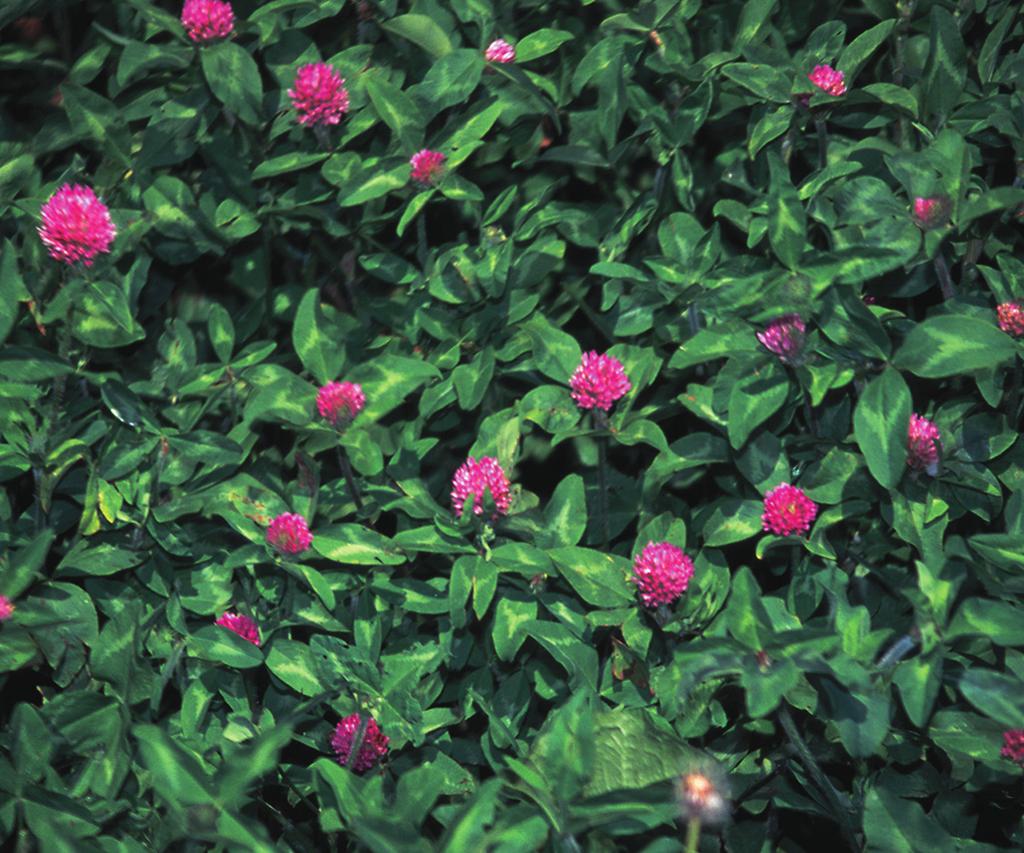 Red Clover Trifolium pratense Cool-season, perennial legume with hairy stems. Stands last two to three years. Erect, leafy plant that grows 2 to 3 feet tall.