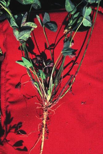 Overmature second cutting red clover hay may have a fungus that causes animals to slobber.