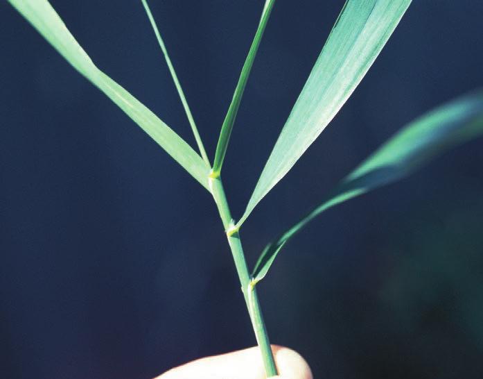 Reed Canarygrass Phalaris arundinacea Coarse, sod-forming, perennial grass with short rhizomes and short, broad leaves.