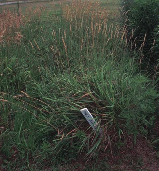 Reed canarygrass is a coarse, robust grass with round stems and short, broad leaves. Leaf blades are flat with rough edges.