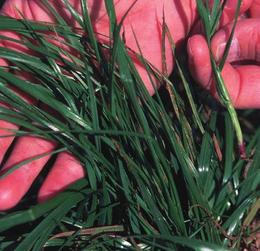 By comparison, annual ryegrass heads typically have more florets per flower and usually have awns (fine hairs extending from the ends of each seed), while perennial ryegrass has fewer florets and