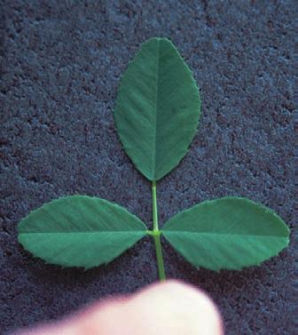Rate: 10-15 lb/a Date: Feb 1-Apr 15 Sweetclover leaflets are thicker than those of alfalfa and have serrations, or indentions,