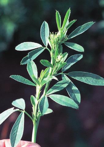 Alfalfa Medicago sativa High-yielding, high-quality perennial legume with good summer production.