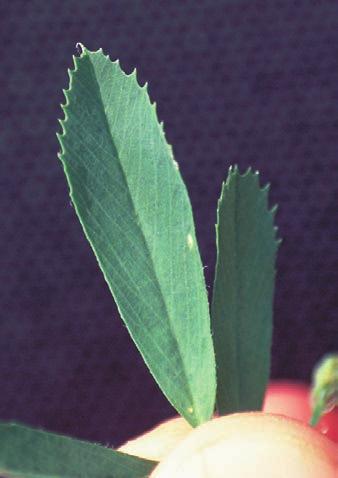 Alfalfa weevil and potato leafhopper are economic pests.