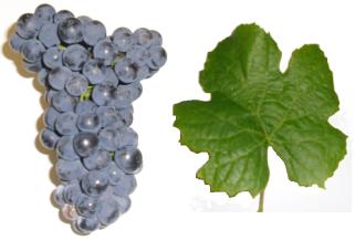 Grape sampling strategy Castelão Morphologic aspects: The leaves have a medium size, five lobes, irregular shape, medium to large convex teeth, and green colour with a slight wrinkling.