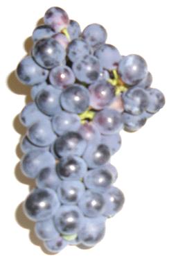 Grape sampling strategy Sousão Morphologic aspects: The leaves have a medium size, three to five lobes with a striate profile, and green colour.