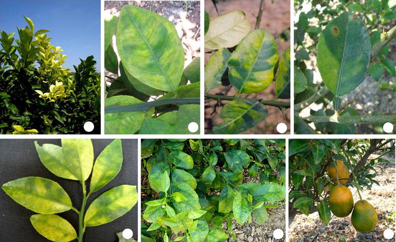 Huanglongbing in India A. K. Das et al. (a) (b) (c) (d) (e) (f) (g) Fig. 2 Symptoms associated with Huanglongbing in diverse citrus cultivars grown in different states of India.